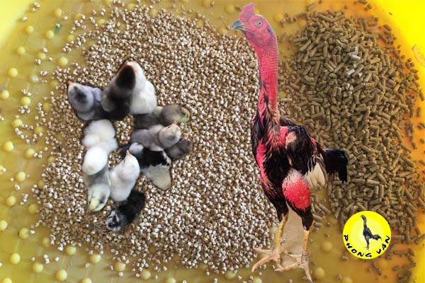 Phân Loại Thức Ăn Gà Chọi Theo Giai Đoạn